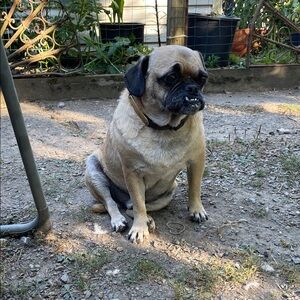 Louis Vuitton Tan Dog Collar
